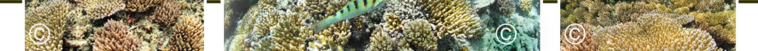 Protected Coral Reef System, Snorkeling In Truk Lagoon. 